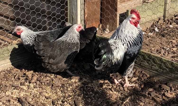 Show Stock - Silver Sussex bantams For Sale in Burton On Trent ...