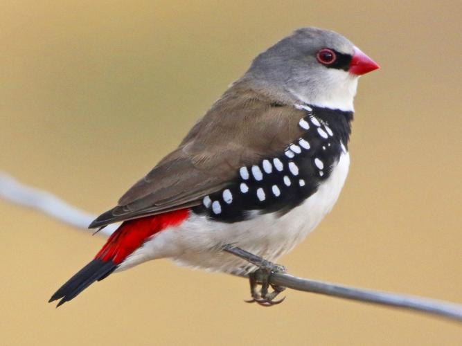 Diamond firetail finches for sale For Sale in Leicester, Leicestershire