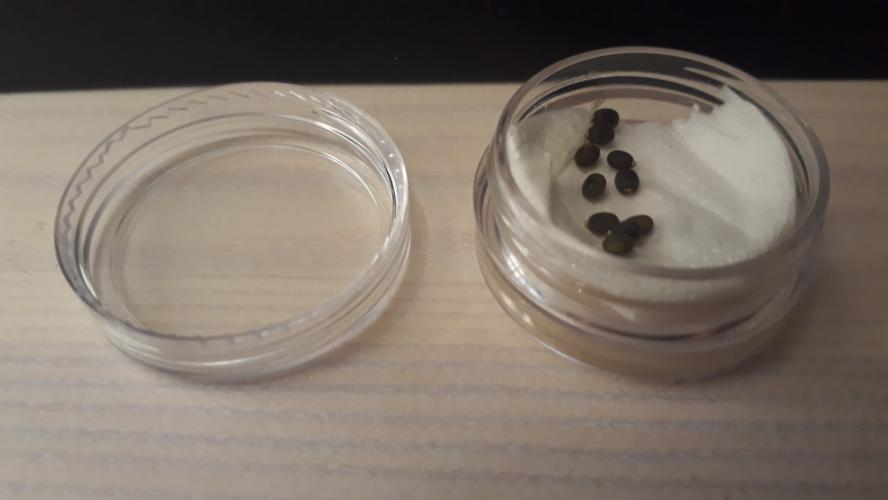 indian stick insect eggs (5,10,15) For Sale in Colxhester, Essex Preloved