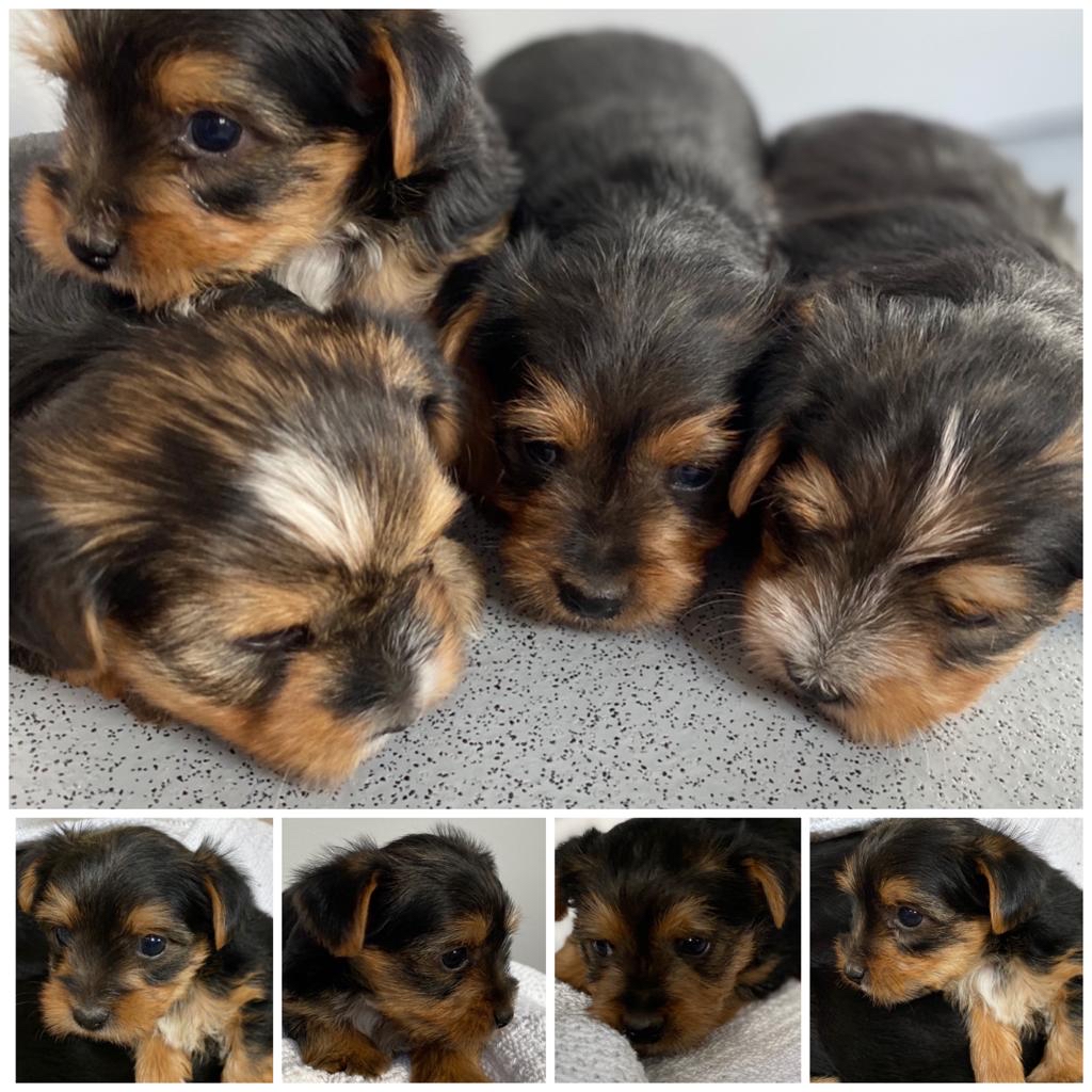 preloved dogs yorkshire