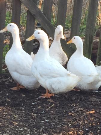 CHERRY VALLEY Ducklings,Ducks and hatching or eating eggs For Sale in ...