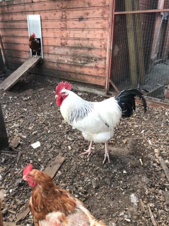 Poultry And Game For Sale In South East London Preloved