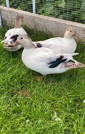 ABACOT Call Ducks For Sale in Spennymoor, Durham | Preloved