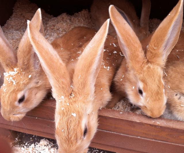 Yellow Continental Giant Rabbit For Sale in Manchester, Select An Option.. Preloved