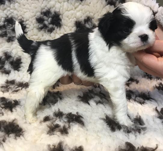 Stunning tiny toy poodles x Japanese Chin puppies For Sale in Cowfold