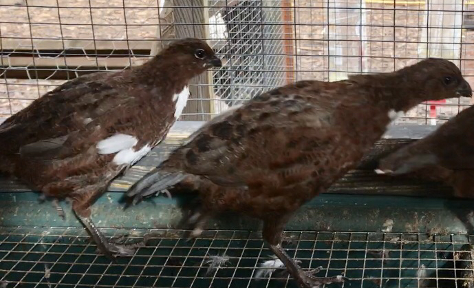 Red Tennessee bobwhite quail hens For Sale in Colchester, Essex | Preloved