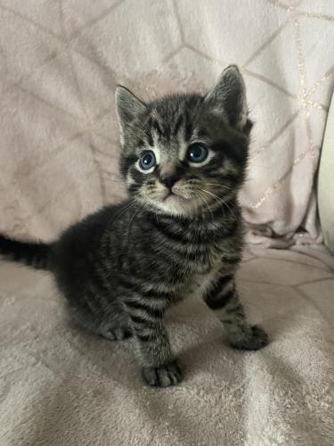 2 mackerel silver tabby kittens for sale For Sale in Henley ...