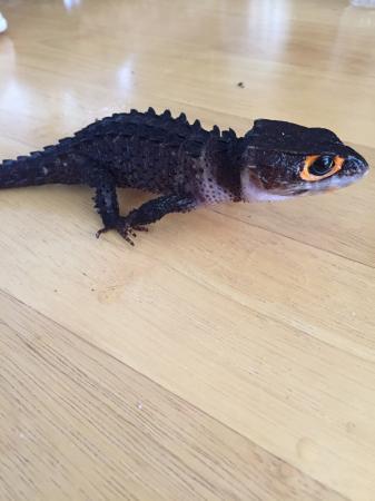 Male Red Eyed Crocodile Skink For Sale in Chelmsford ...