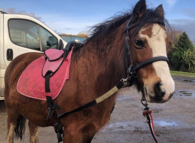 Lead rein pony for part loan To Rent in Erith, Kent Preloved