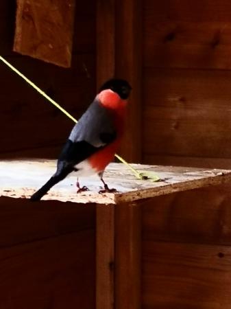 Siberian bullfinches for sale For Sale in Oxon, Oxfordshire | Preloved