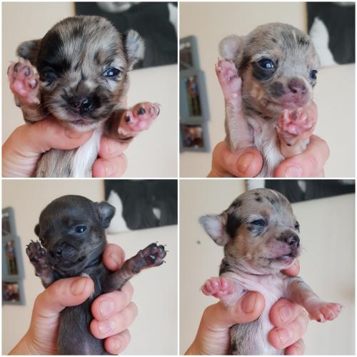 Merle And Blue Chihuahua Puppies For Sale In Bude Cornwall Preloved