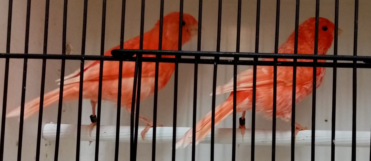 red factor canary for sale red factor canary for sale