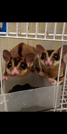 2 Sugar Gliders and Cage For Sale in Liverpool, Merseyside | Preloved