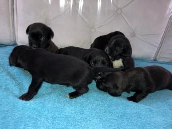 Jack Russell X Dogs Puppies Rehome Buy And Sell In