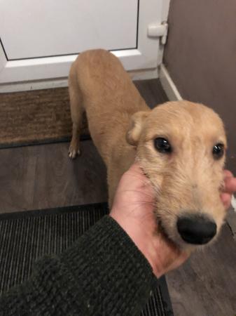 Lurcher puppies For Sale in Holyhead, Wales | Preloved