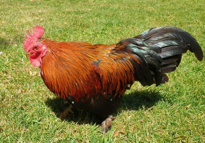 Pekin bantam cockerel 1 year old chicken For Sale in Usk, Monmouthshire