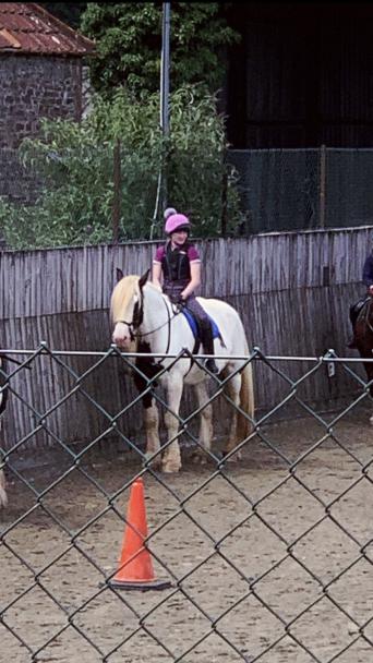 Horses Ponies For Loan In Crewkerne Preloved