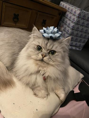 Chinchilla persian cross kittens for sale For Sale in Long Eaton ...