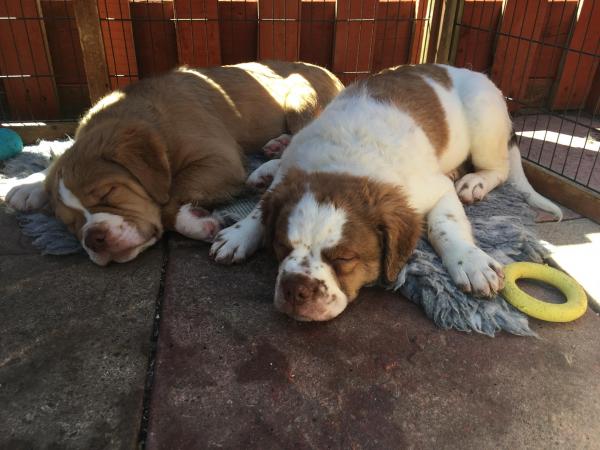 Last Fluffy Old English Bulldog Puppy Ready Now For Sale in Tranent, East Lothian | Preloved