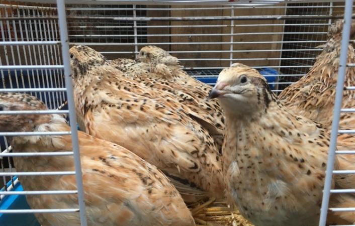 GOLDEN ITALIAN JUMBO QUAIL For Sale in Maidstone, Kent | Preloved