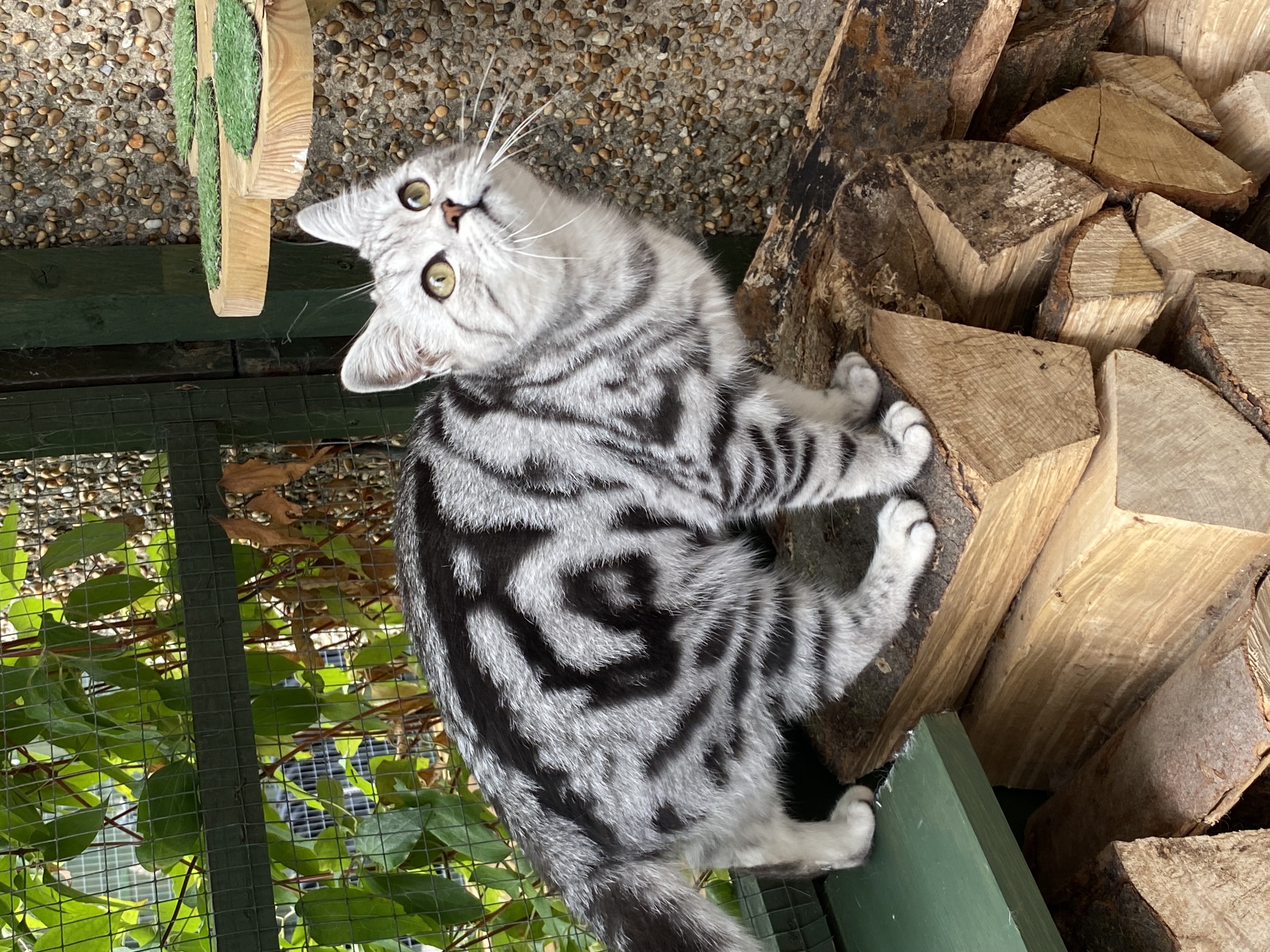 silver tabby kittens for sale in kent