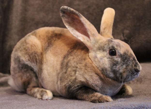 Harlequin Mini Rex – 25 Best Rabbit Breeds for Cuddly Pets – MXQD