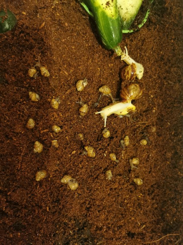 Giant african land snail babies For Sale in York, England Preloved