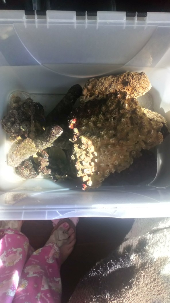 home and family pets fish classified ads in liverpool live rocks