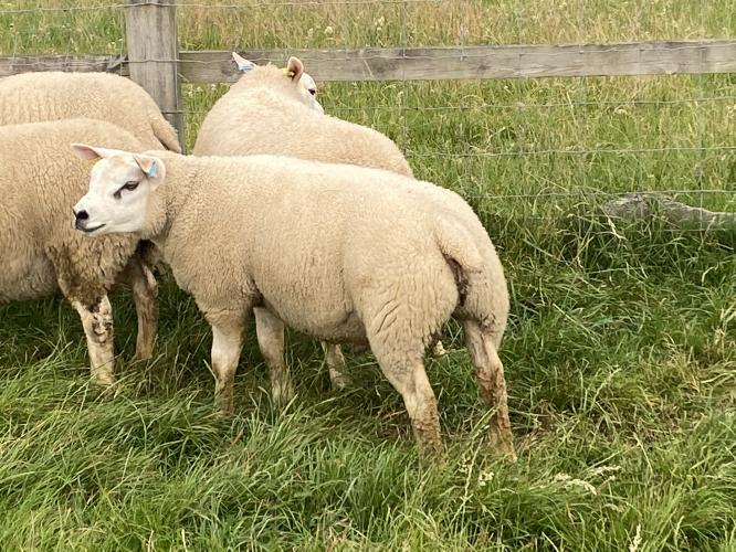Beltex x Texel For Sale in Lichfield, Staffordshire Preloved