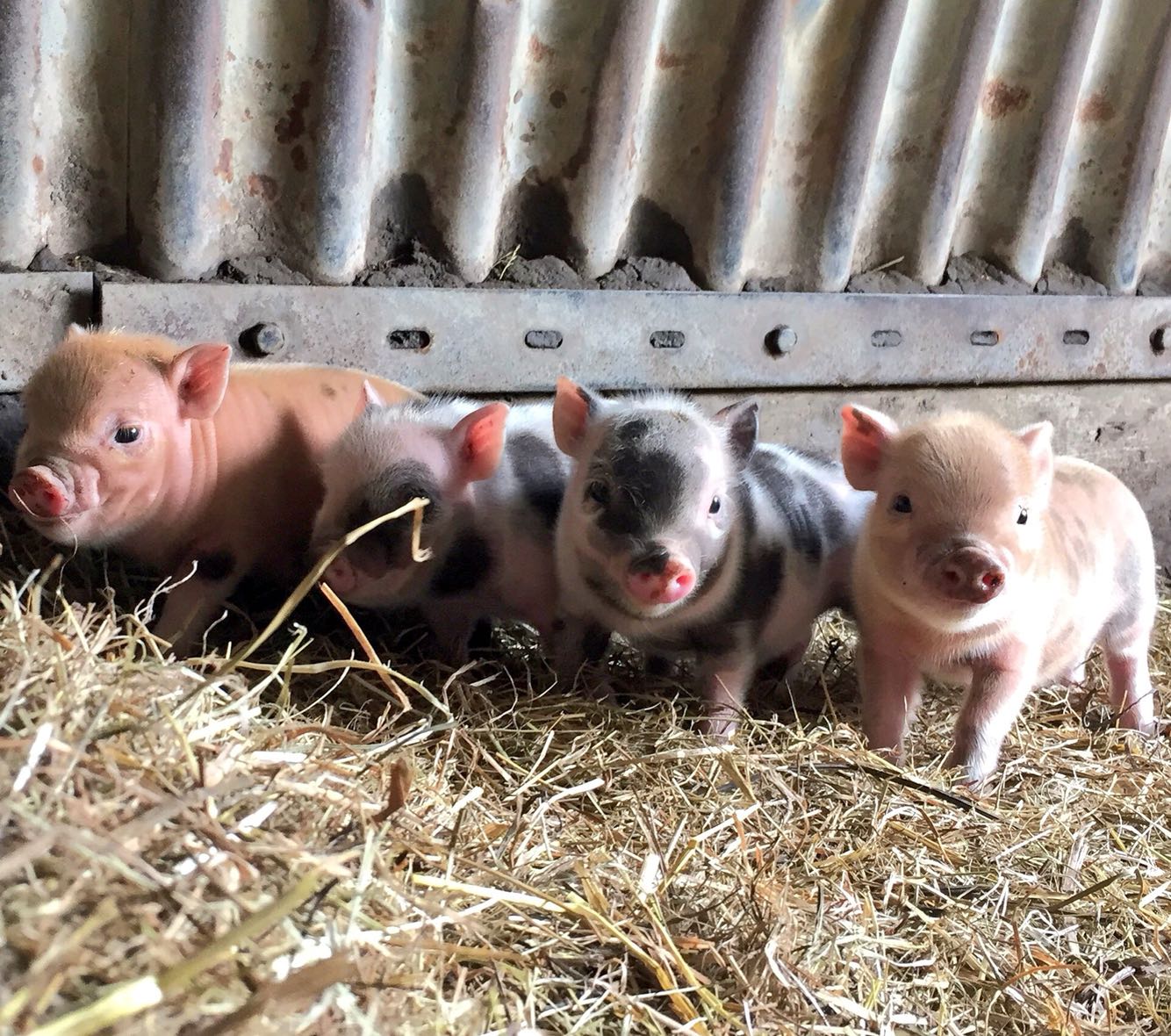 Micro Pigs For Sale For Sale In Tewkesbury Gloucestershire Preloved   3e45271c71df47259f3f0c514f79602d 