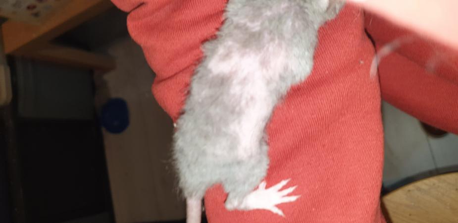 Image 11 of Tame Young/baby rats for sale (guaranteed tame)
