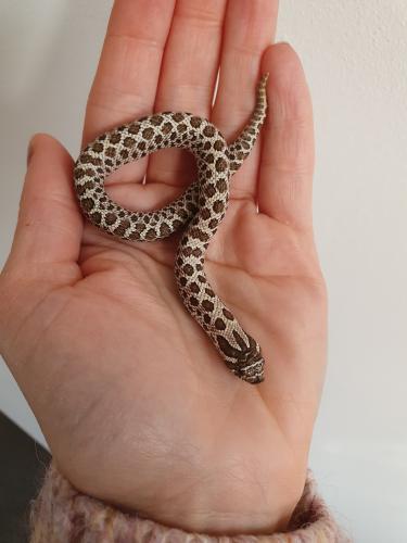*CB20 Western Hognose Snakes* For Sale in Warwick, Warwickshire | Preloved
