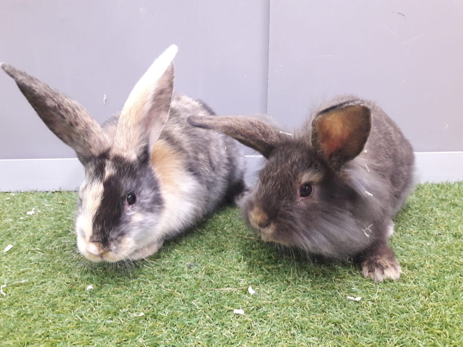 preloved rabbits