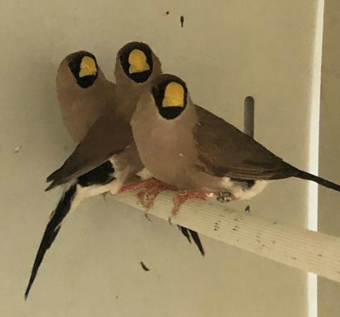 specialist finches For Sale in Abbotsley, Cambridgehire | Preloved