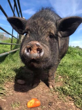Pot Belly Pig for sale in UK 28 used Pot Belly Pigs