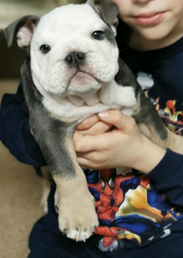 Beautiful male English Bulldog puppy For Sale in Barking, Essex Preloved