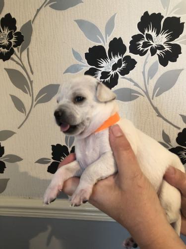 8 Stunning Male Chihuahua Pups For Sale Short And Long Hair For