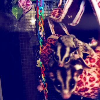 sugar glider - Exotic Pets, Rehome Buy and Sell in the UK and Ireland