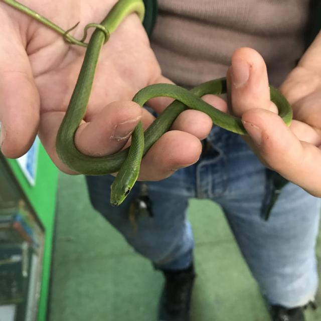 PAIR OF ROUGH GREEN TREE SNAKES For Sale in Iver Heath, Bucks Preloved