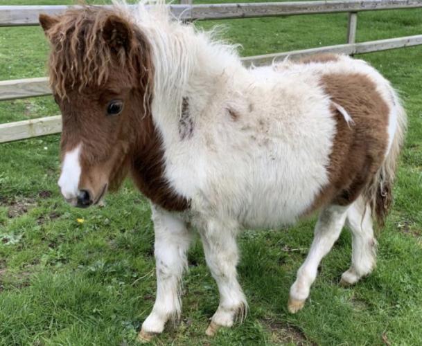 Miniature Skewbald Shetland Pony Filly For Sale in East Markham, Newark