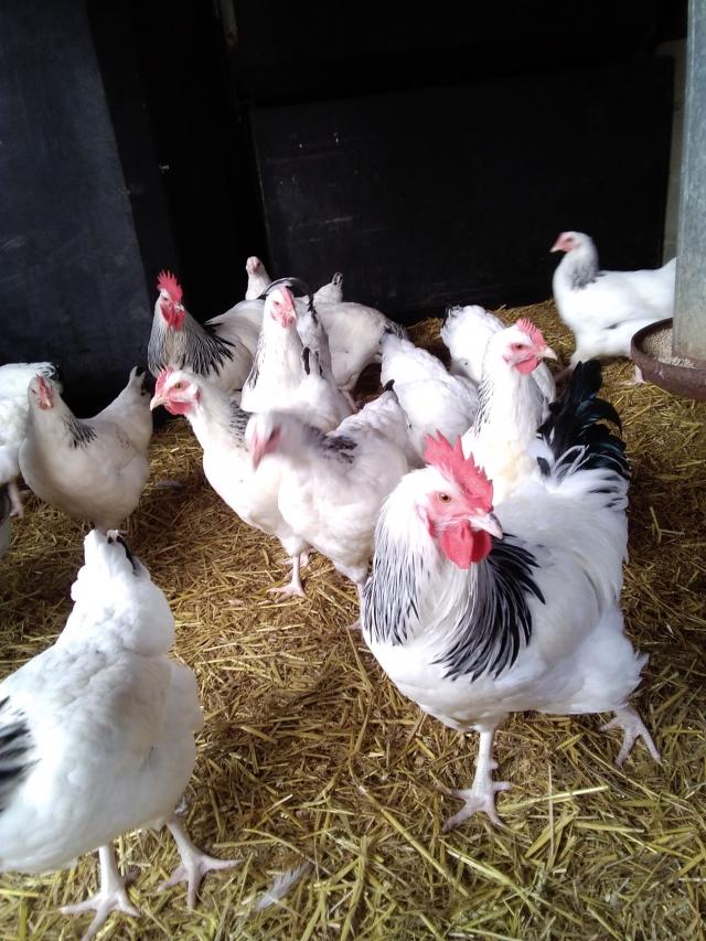 LIGHT SUSSEX PULLETS For Sale in Hull, East Riding Yorkshire Preloved