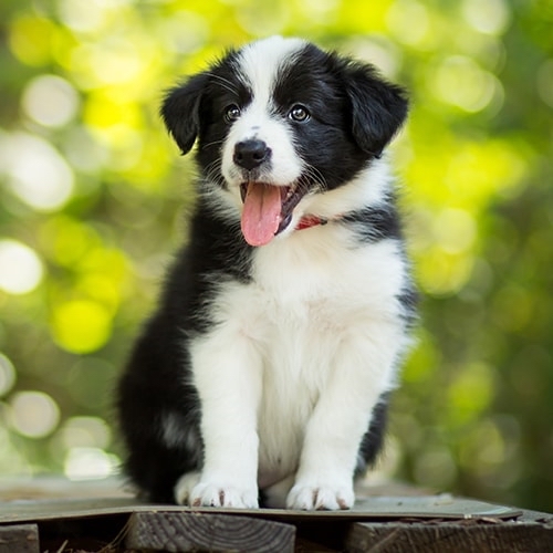 Border collie Wanted in Garstang, Lancashire Preloved