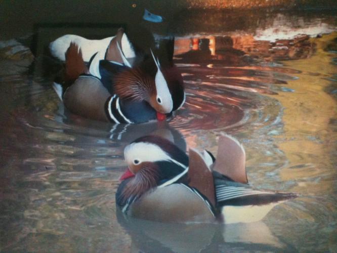 Mandarin Ducks For Sale in Spalding, Lincolnshire Preloved