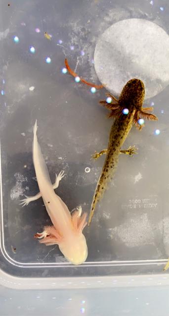 Axolotl Exotic Pets Rehome Buy And Sell In Westbury Wiltshire Preloved Axolotl Exotic Pets Rehome Buy And Sell In Westbury Wiltshire Preloved