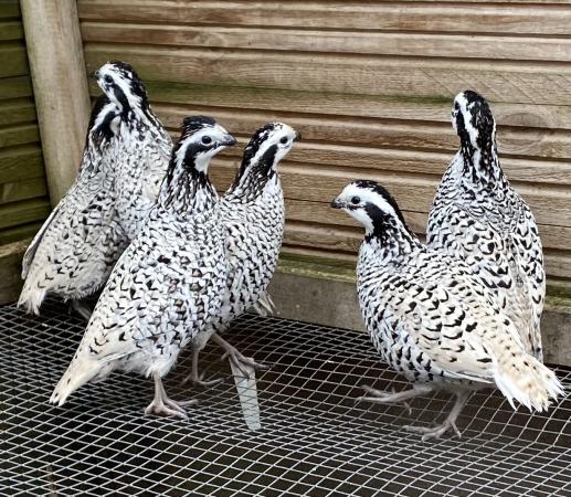 Snowflake Bobwhite quails For Sale in Marks Tey, Colchester, Essex