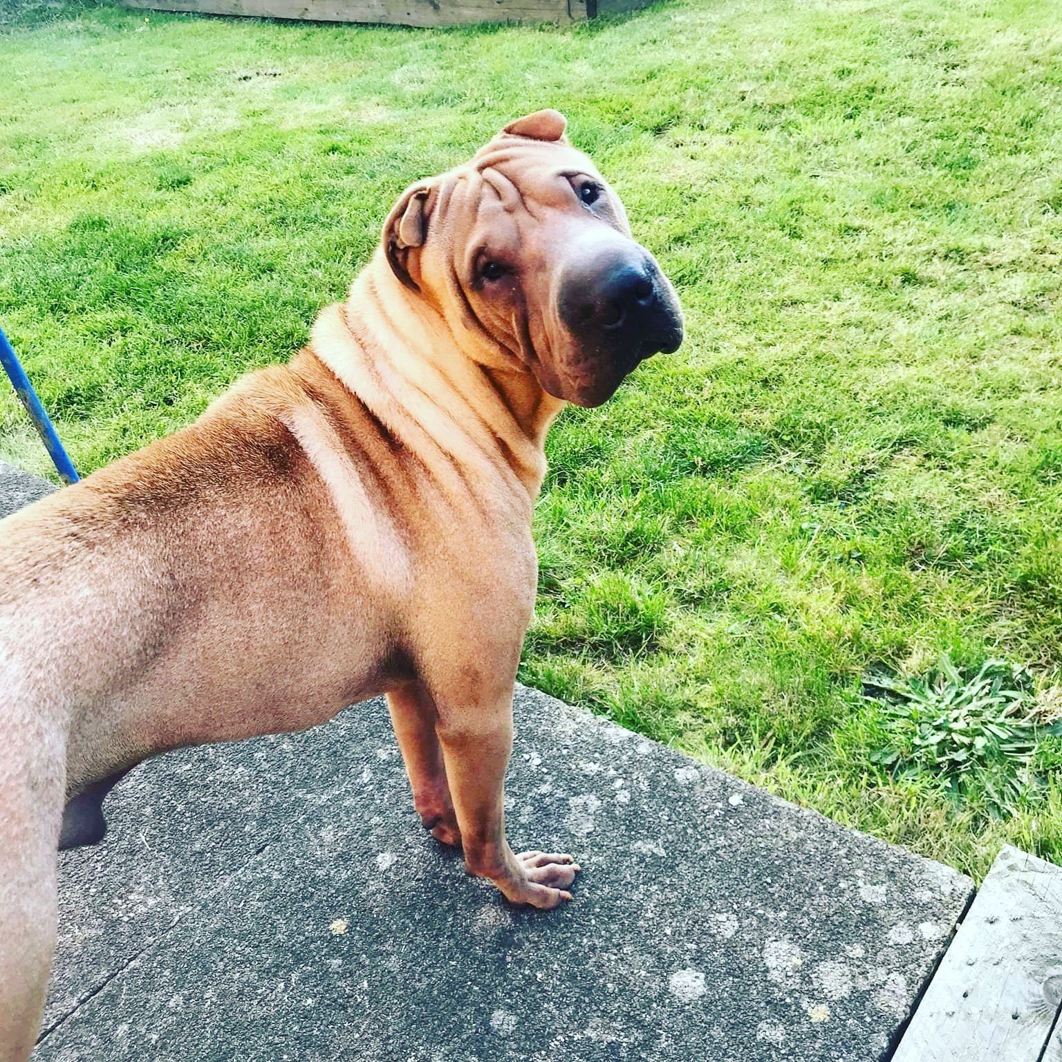 preloved shar pei