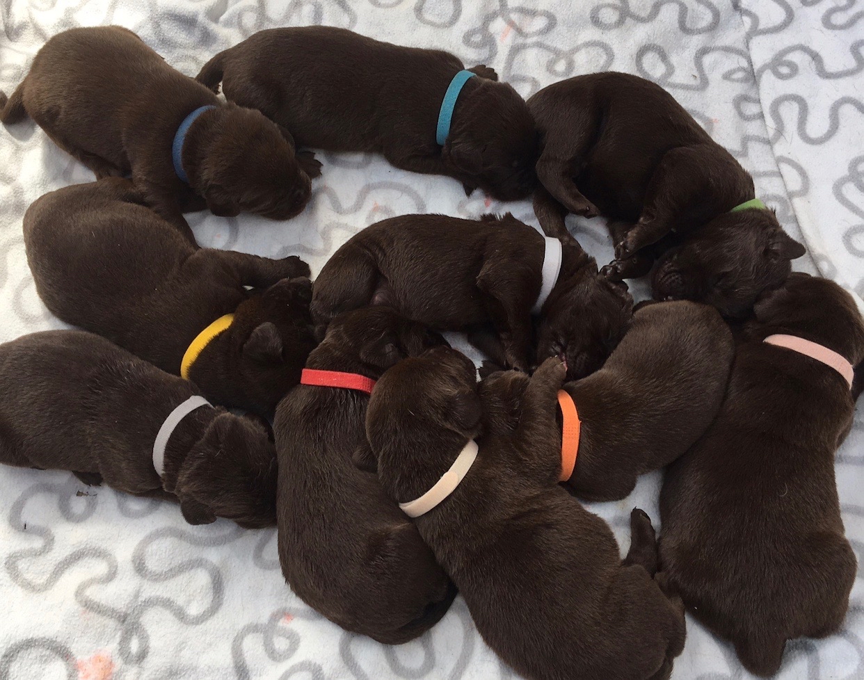 preloved chocolate labradors