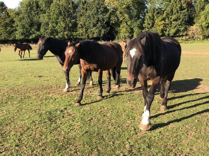 Rescue horses for adoption as companions only To Rent in Llanarth, Nr