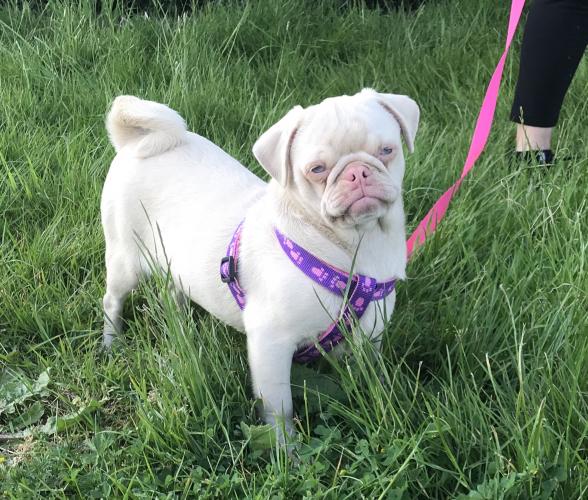 Female pink pug For Sale in Mayland, Essex Preloved