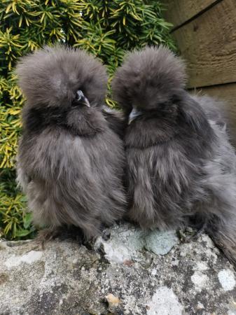 silkies